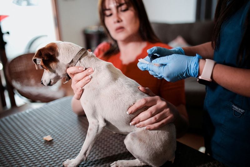 La OPS señaló que los casos humanos de rabia transmitida por perros en las Américas cayeron más del 98% desde 1983, aunque la enfermedad sigue causando muertes en Asia y África (REUTERS/Vanessa Rubilar)