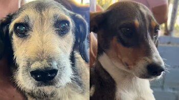 Más de 20 animales quedaron