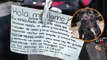 “Solo aceptan dos mascotas”: perro abandonado en Santa María la Ribera encuentra nuevo hogar gracias a las redes