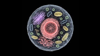 Para sumergirse en esta revolución