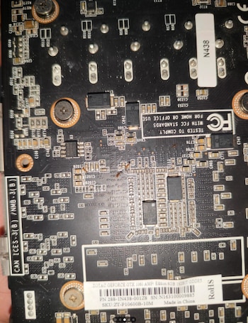 Las hormigas reaparecieron luego de