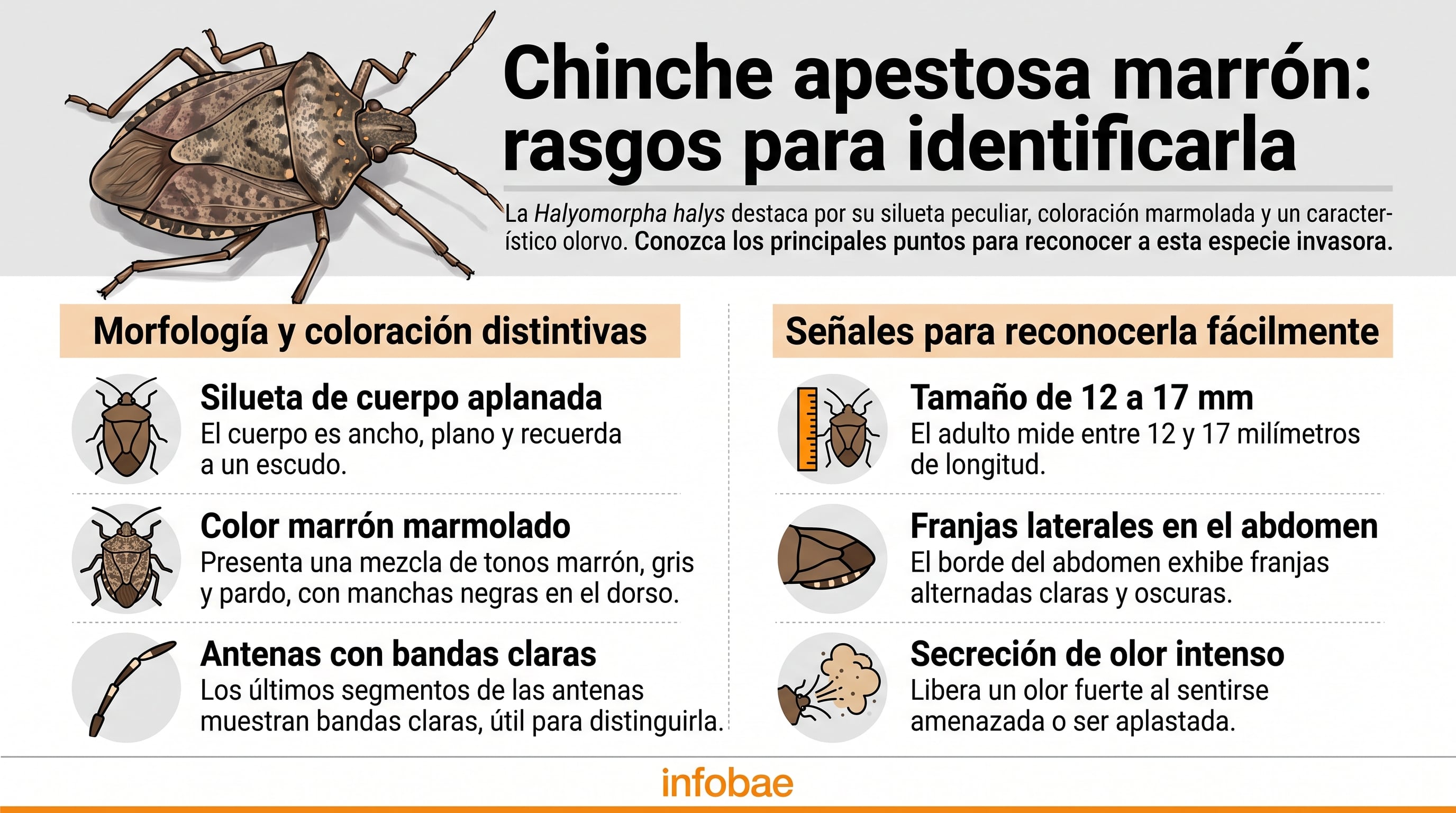 Rasgos distintivos que permiten identificar a la chinche apestosa marrón. (Imagen Ilustrativa Infobae)