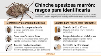 Infografía con un dibujo de la chinche apestosa marrón e iconos con textos descriptivos sobre sus características anatómicas.