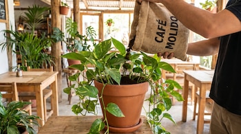 Primer plano de una persona vertiendo café molido de un saco de yute en una maceta de terracota con una planta Pothos. El fondo muestra un interior con mesas de madera.
