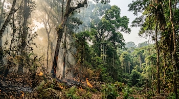 Bosque tropical denso con humo y pequeñas llamas en la vegetación del suelo y los troncos de los árboles.
