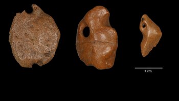 Encontraron en Brasil nuevas evidencias