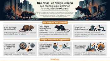Infografía muestra dos ratas en un callejón urbano, detalles de rata noruega y negra, transmisión de patógenos, enfermedades y aumento de la urbanización.
