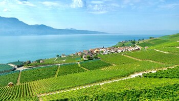 Los viñedos de Lavaux se