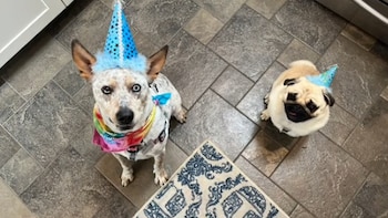 Mexicanos gastan más en comida para mascotas que en pañales, revela estudio
