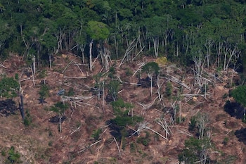 Una parcela deforestada y quemada se ve en el Bosque Nacional Jamanxim en el Amazonas, cerca de Novo Progresso (Reuters)