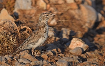 Alondra ricotí. (Christoph Moning/iNaturalist CC BY 4.0)