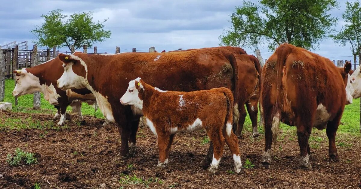 Pruebas pastoriles: cómo mejorar la calidad de la carne en Argentina - Infobae