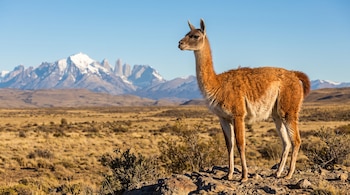 Un guanaco de pelaje marrón y blanco de pie sobre rocas en un terreno árido, con arbustos dispersos y montañas nevadas al fondo bajo un cielo azul claro.
