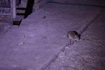 Gobierno CDMX denunció que encontraron