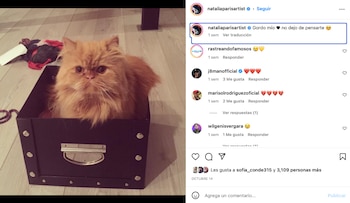 Gordo, gato de Natalia París