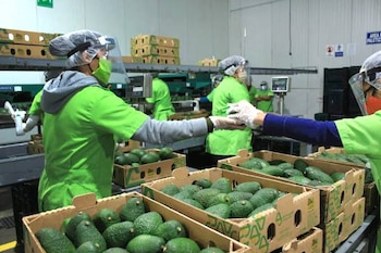 Centroamérica y Estados Unidos concentraron casi dos tercios de las exportaciones de Guatemala, con participaciones de 32,5 % y 32,2 %.