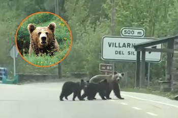 “Lechuguina”, avistada junto a sus dos crías cruzando una carretera en Villarino del Sil. (Redes sociales)
