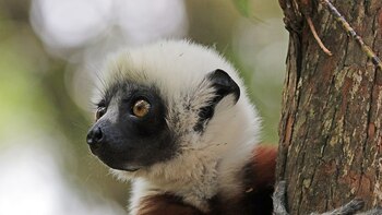 La historia detrás de Zoboomafoo,