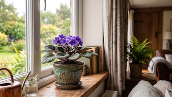 La planta ideal para poner en pisos pequeños que dará un toque de color a tu salón y puede estar en flor todo el año