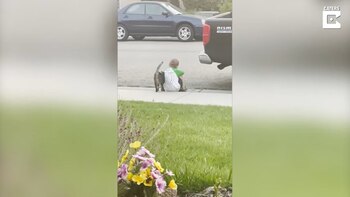 29-07-2021 El gato de los