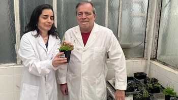 Dos personas con batas blancas observan una planta en maceta negra; hay más plantas en bandejas, ventanas de vidrio esmerilado y paredes blancas