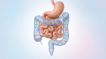 Representación gráfica del estómago, el intestino delgado y el intestino grueso translúcido con bacterias multicolor en su interior.