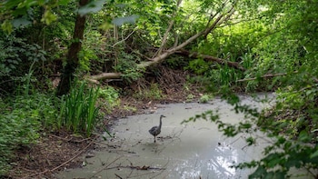 Limpió un río contaminado, retiró 200 bolsas de basura y podría enfrentar hasta dos años de prisión