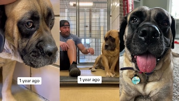 El proceso de Daisy, la