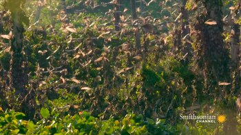 Aunque el motivo exacto de