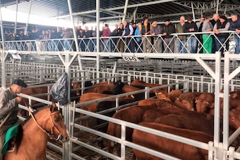 La Provincia de Buenos Aires