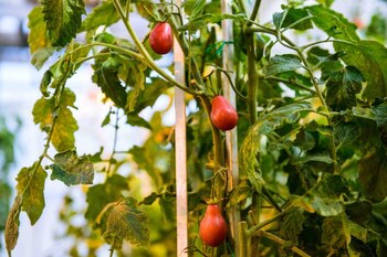 Los tomates modificados genéticamente que