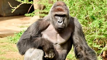Harambe asesinado por rescatar a un niño