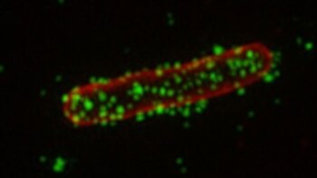 Expertos piensan que para cambiar