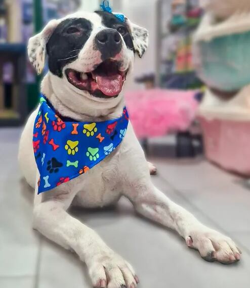 La mujer le pidió ayuda al alcalde Carlos Fernando Galán para salvar el refugio - crédito @peluditos_luzma/Instagram