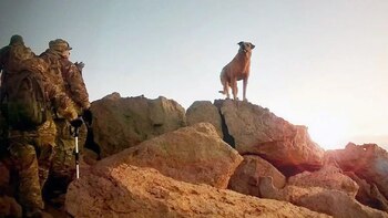 La tenaz lucha de los