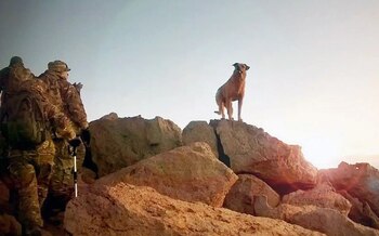 Tres fueron los perros que