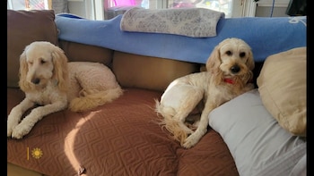 Dos perros de pelaje beige descansan sobre un sofá marrón con almohadas y una manta azul