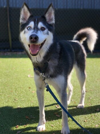 El husky siberiano llegó a