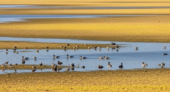 Humedal con zonas de agua escasa, barro seco y vegetación amarillenta. Múltiples aves acuáticas nadan o se posan en las áreas húmedas.