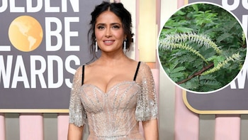 ¿Qué es el tepezcohuite? Estos