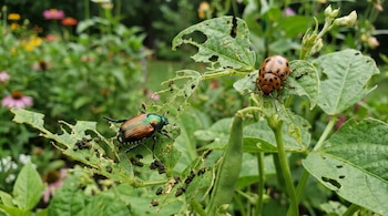 Un escarabajo brillante y uno marrón con manchas negras sobre hojas verdes con agujeros y excremento, con fondo de jardín borroso.