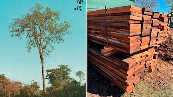 Un árbol de tronco alto y follaje verde bajo cielo azul, junto a una gran pila de tablones de madera rojiza sobre tierra y pasto