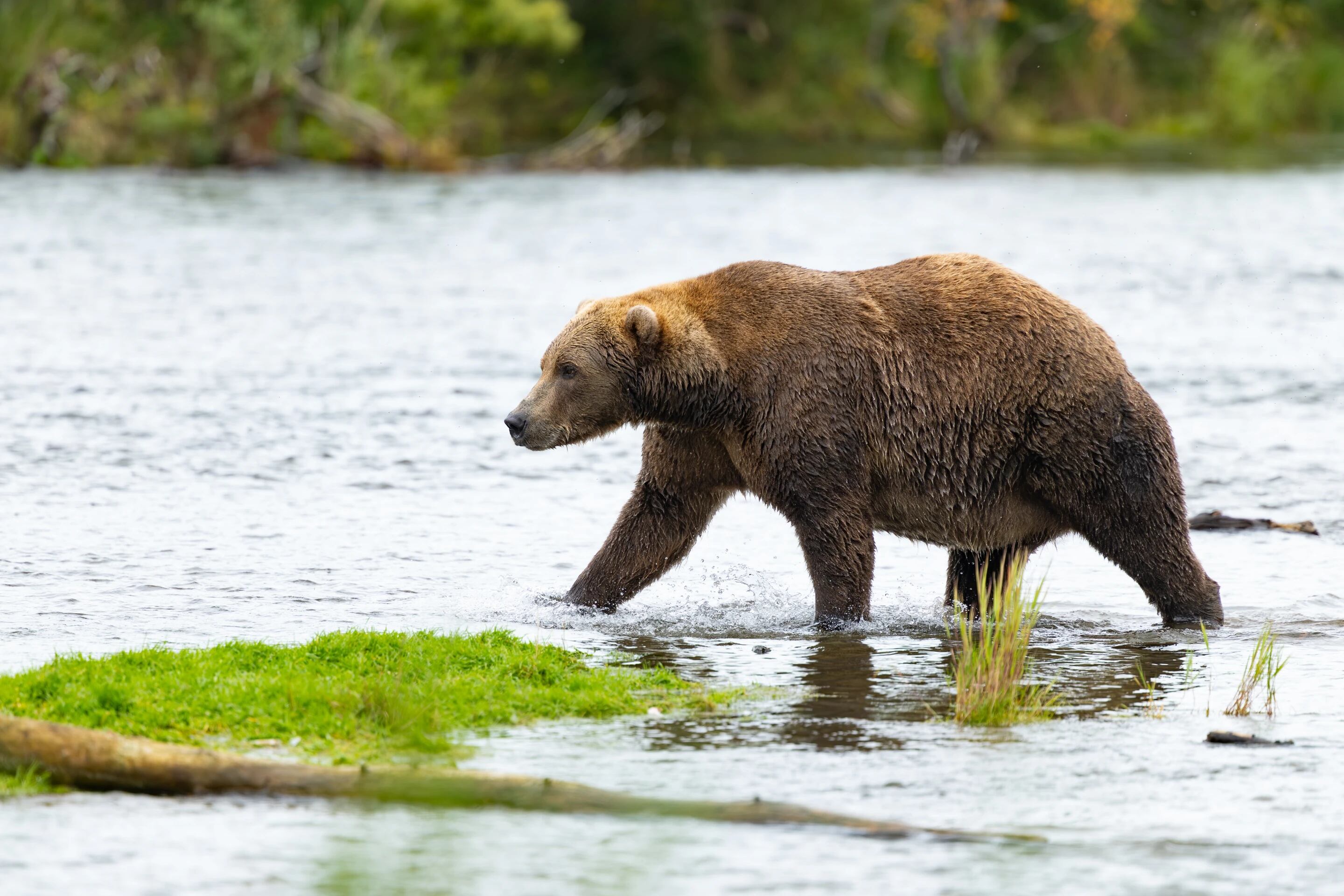 La Semana del Oso Gordo reúne a 16 osos pardos del Parque Nacional y Reserva Katmai en Alaska (AP)