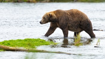 Comienza la Semana del Oso Gordo para disputar el título de peso pesado de Alaska