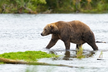 La Semana del Oso Gordo reúne a 16 osos pardos del Parque Nacional y Reserva Katmai en Alaska (AP)