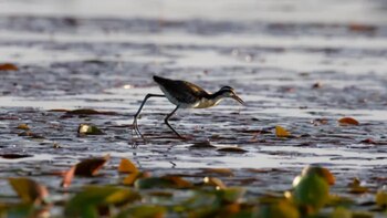 Advierten que de no concretarse