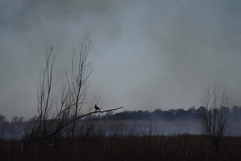 Ambientalistas remarcaron la necesidad de