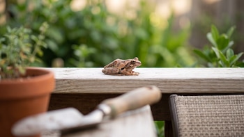 Por qué aparecen ranas en tu casa y cómo alejarlas sin dañarlas