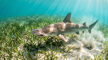 Un tiburón pala nada cerca del fondo marino cubierto de pasto verde y arena clara bajo la luz del sol.
