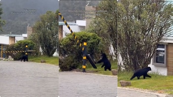 El oso andino apareció en la entrada de un conjunto residencial en el municipio de La Calera - crédito La Lupa Viral / Facebook